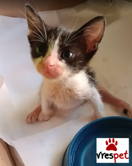 Ράτσα: Άγνωστο - Ημίαιμο | Ηλικία: 4 μηνών | Φύλο: Θηλυκό | Αρ. Microchip: - | Περιοχή: Πολίχνη, Θεσσαλονίκη